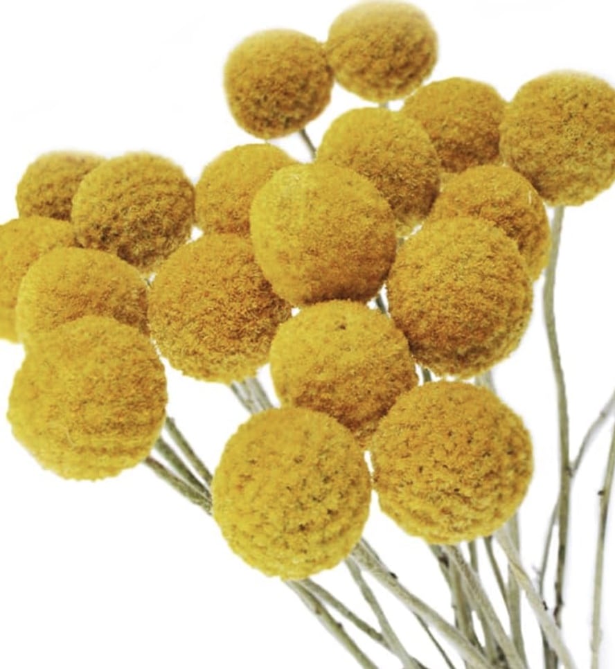 A close-up of a cluster of yellow billy balls (Craspedia) with fuzzy, round flower heads on slender stems set against a white background, reminiscent of a whimsical pumpkin and flowers DIY project.